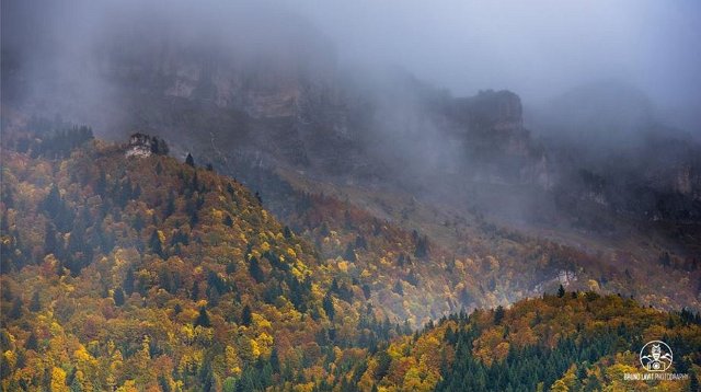 The Forest at Saint Hillaire du Touvet - Bruno LAVIT